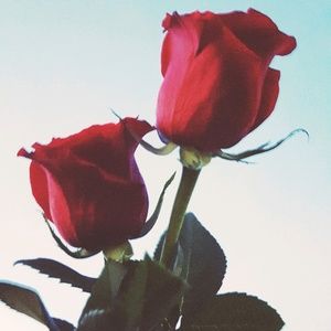 Meet your Posher, Terrell